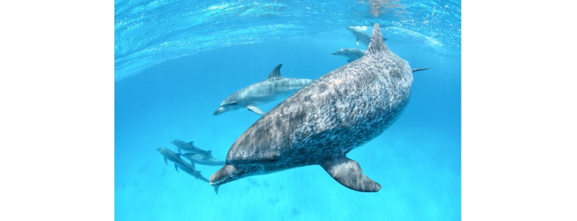 Wild Dolphin Project