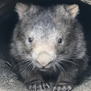 Wombat Rescue Logo