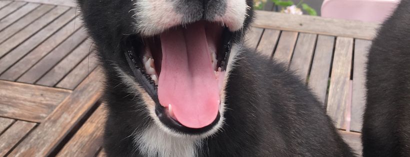 Rocky’s K9 Rescue