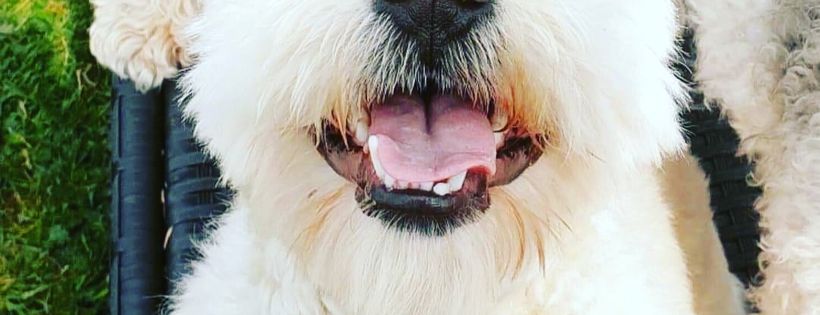 Perrera Dogs UK SCIO
