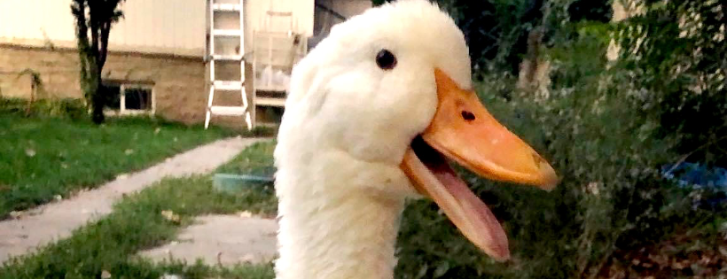 For Duck's Sake