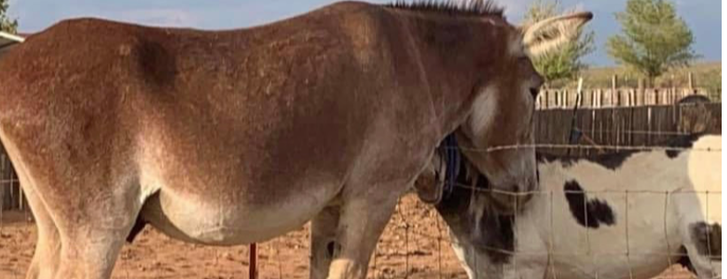 Whispers Ranch Safe Haven Inc
