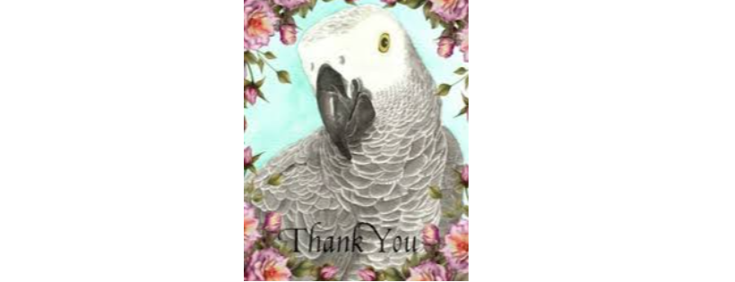 Florida Parrot Rescue
