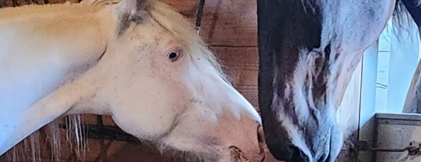 New life equine rescue and lodge nfp