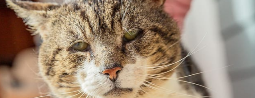 Cats In Distress