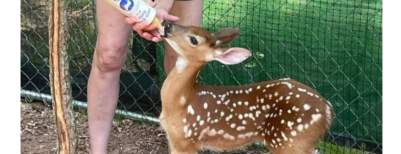 Magnolia Fawn Rescue Inc
