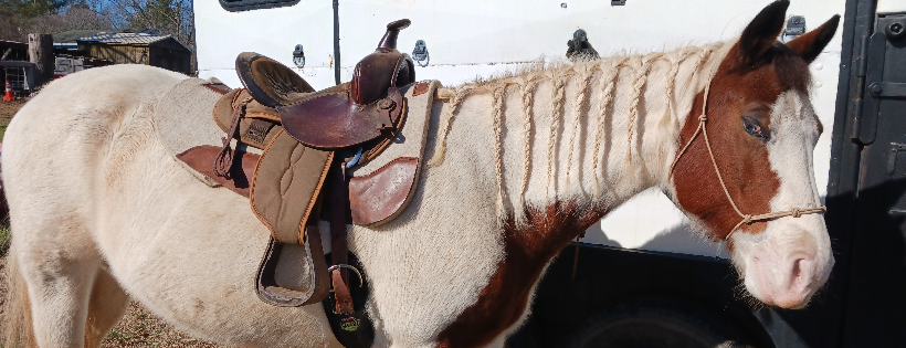 Rocky Ridge Horse Rescue