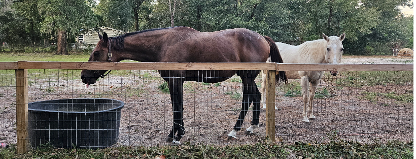 South Georgia Equine Rescue Inc
