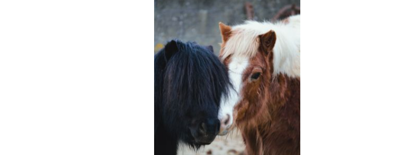 The Epona Trust