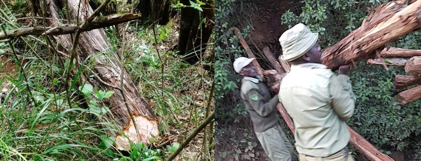The Kijabe Forest Trust USA Inc.
