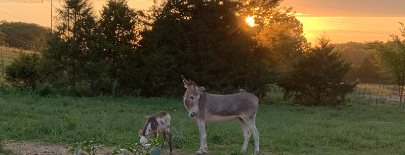 Peaceful Pastures Donkey Rescue
