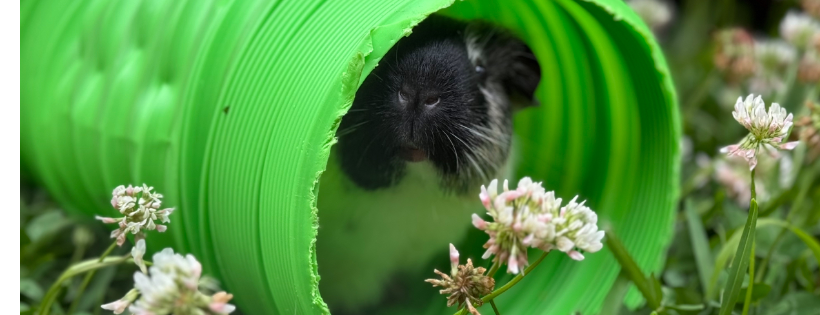 Miss Piggy's Guinea Pig Lair Inc.
