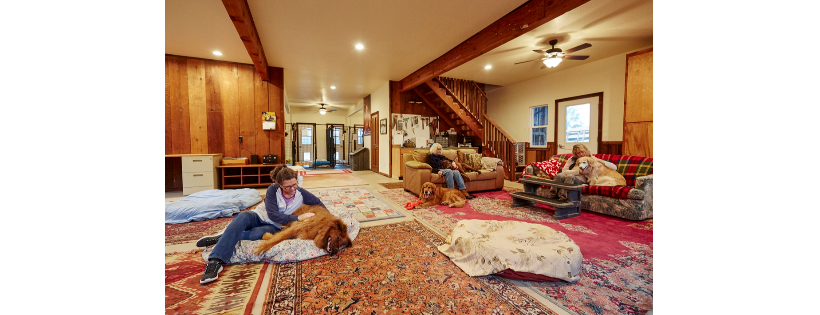 Lily's Legacy Senior Dog Sanctuary