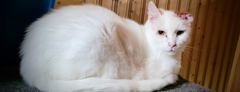 Snap-nosis and Friends - Reaching a Paw Out for Recovery