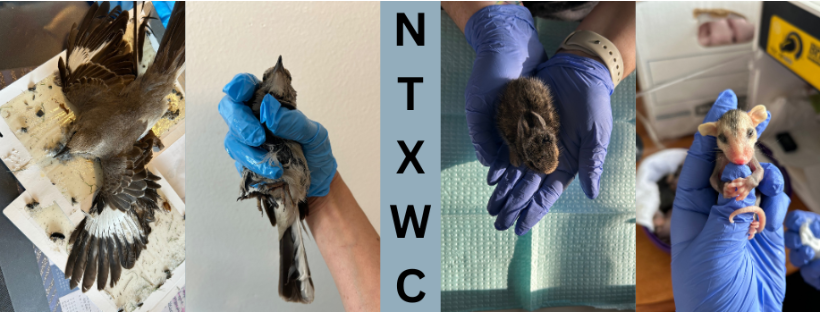 North Texas Wildlife Center