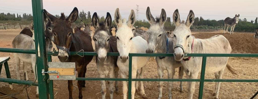 Lucy‘s UK Donkey Foundation