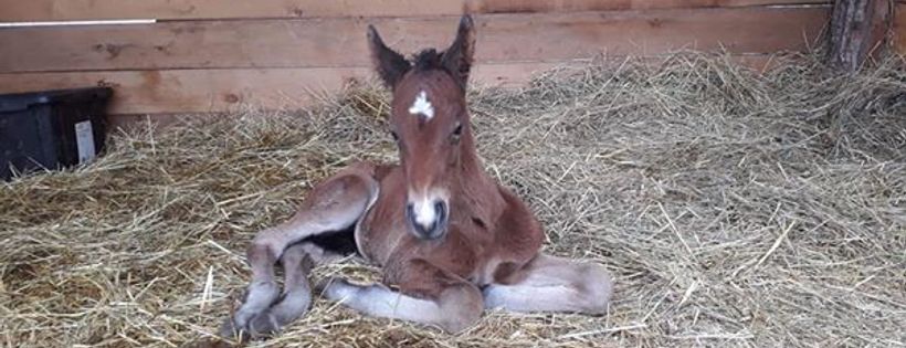 Freedom's Gate Equine rescue
