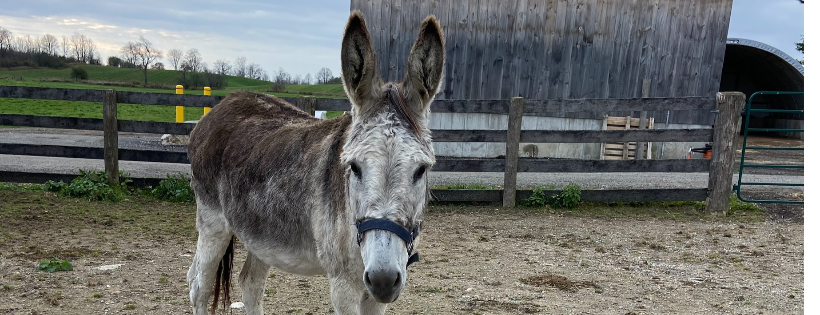 The Donkey Sanctuary of Canada