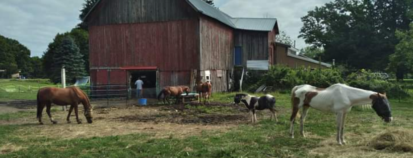 Nola's Angels & Horse Rescue
