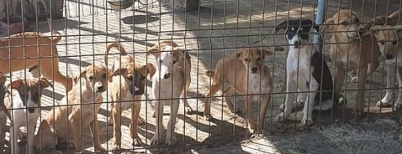 Waggin'Trails Rescue
