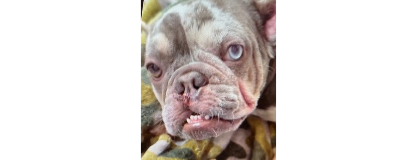 I.C.A.R.E. Dog Rescue
