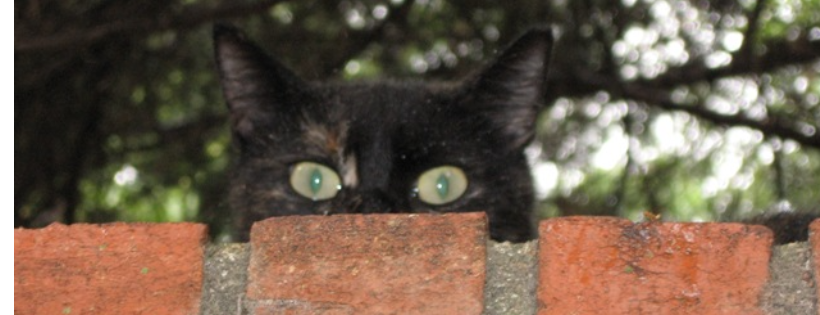 Cat Zip Alliance/Campus Cats
