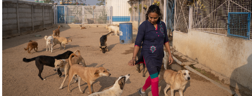Stray Animal Foundation of India