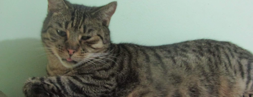 Catmint Cottage Sydney Rescue