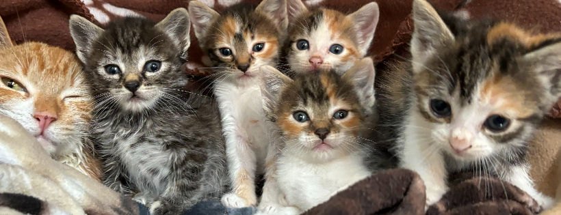 Town Cats of Morgan Hill