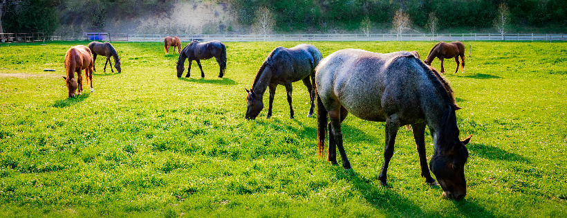 Cowgirl Spirit Rescue Ranch
