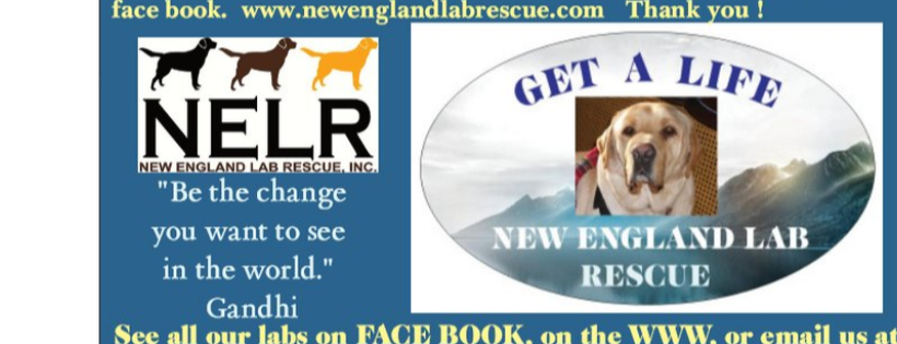New England Lab Rescue, Inc.