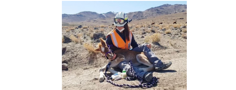 Wild Horse Connection