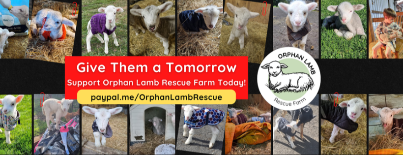Orphan Lamb Rescue Farm