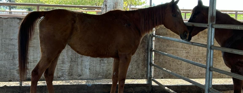 Hope's Chance Horse Sanctuary