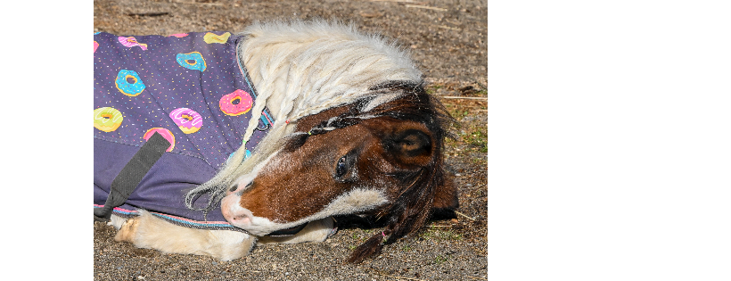 Mills River Rescue and Sanctuary