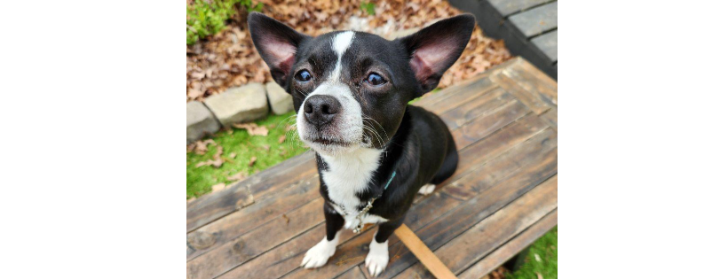 Gracie Acres Dog Rescue and Farm
