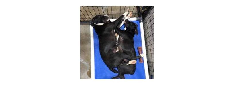 No time to spare rescue and sanctuary