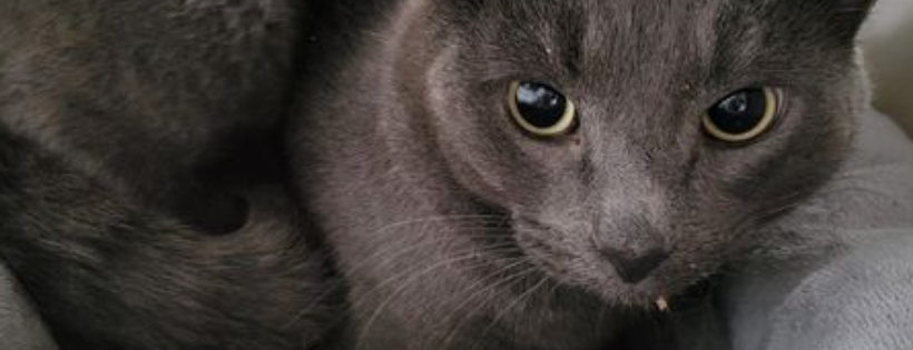 Healing Animal SCARS cat rescue