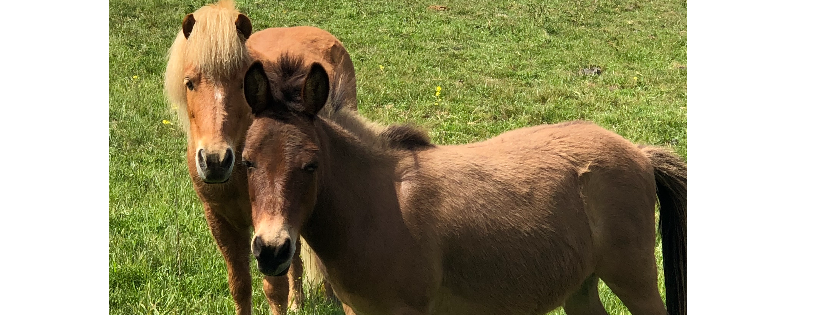 Happy Endings Animal Rescue Sanctuary