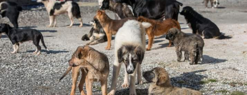 Amos Animals UK CIC