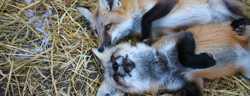 Nothern neverland fox rescue