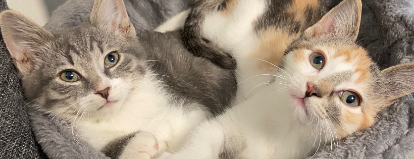 Grateful Friends Animal Rescue