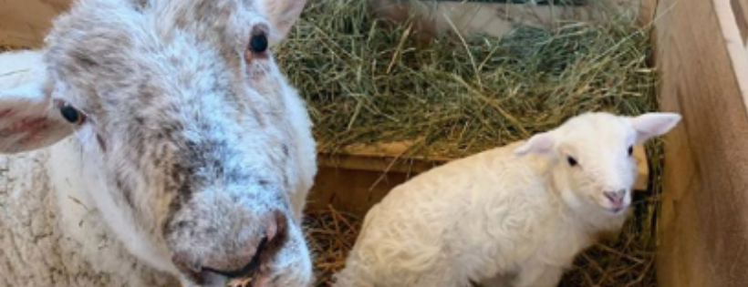 Lily's Place Animal Sanctuary