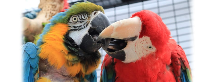 Parrot Trust Scotland