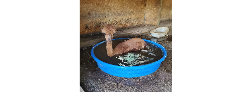 Cat's Animal Rescue and Sanctuary 