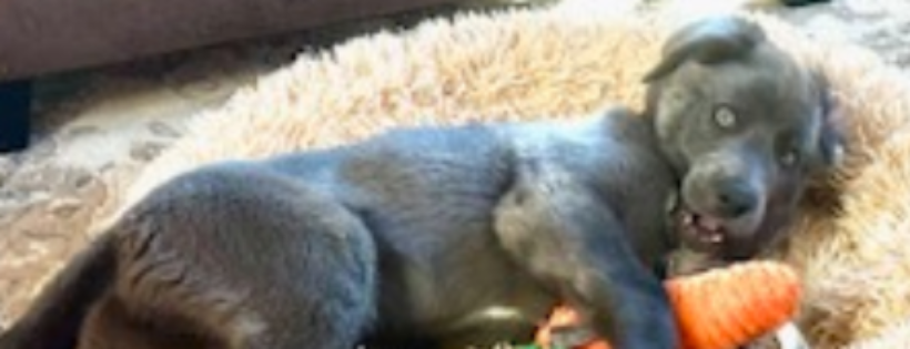 Happy Tails Rescue Foundation