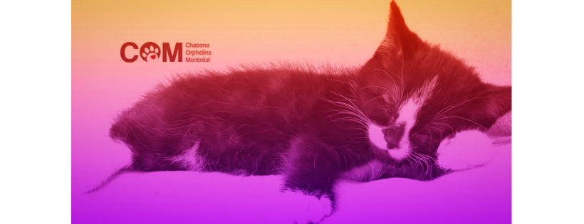 Chatons Orphelins Montreal - COM rescue
