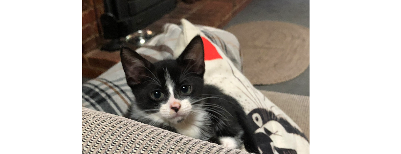 Purrfect Paws Rescue