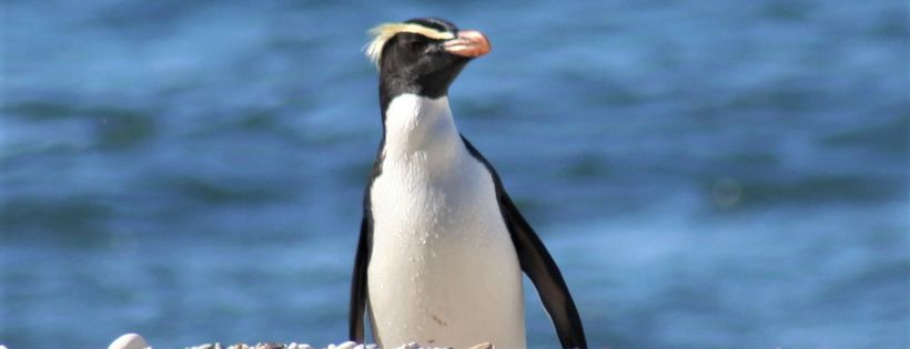 West Coast Penguin Trust