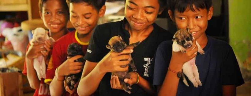 Bali Animal Welfare Association West Australia Inc
